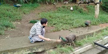 Wisata Seru: Beri Makan Burung Merak di Lembang Park Zoo