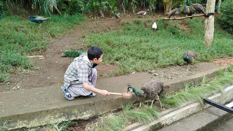 Wisata Seru: Beri Makan Burung Merak di Lembang Park Zoo
