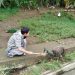 Wisata Seru: Beri Makan Burung Merak di Lembang Park Zoo