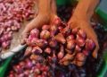 Harga Pangan