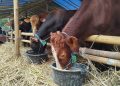 harga sapi kurban
