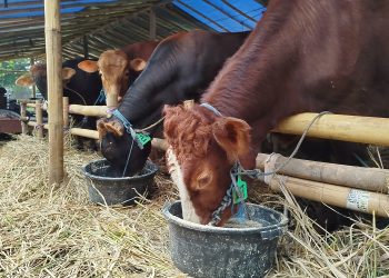 harga sapi kurban