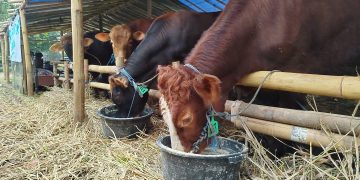 harga sapi kurban