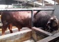 Sapi Kurban