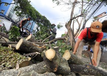 DPKP Bandung Pangkas Pohon Antisipasi Musim Hujan