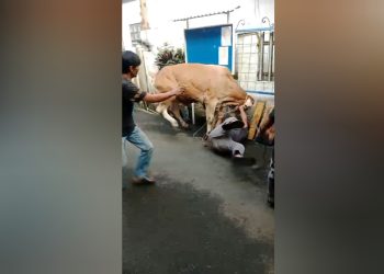 Sapi Kurban Mengamuk