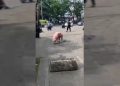 Viral, Babi Kabur dari RPH Jatayu Dikejar Warga Cicendo Bandung