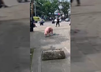 Viral, Babi Kabur dari RPH Jatayu Dikejar Warga Cicendo Bandung