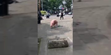 Viral, Babi Kabur dari RPH Jatayu Dikejar Warga Cicendo Bandung