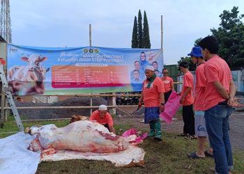 Kurban Idul Adha STKIP Pasundan Cimahi