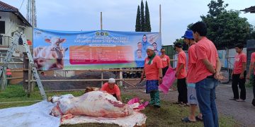 Kurban Idul Adha STKIP Pasundan Cimahi