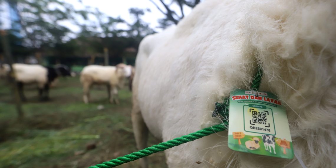 SEJUMLAH hewan kurban dipakaiakan kalung "Sehat dan Layak" seusai dilakukan pemeriksaan ante mortem hewan kurban di Pusat Kesejahteraan Kavaleri (Pussenkav) Jln. Salak, Kota Bandung, Selasa (3/6/2025). (Eci/pasjabar)