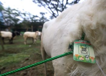 SEJUMLAH hewan kurban dipakaiakan kalung "Sehat dan Layak" seusai dilakukan pemeriksaan ante mortem hewan kurban di Pusat Kesejahteraan Kavaleri (Pussenkav) Jln. Salak, Kota Bandung, Selasa (3/6/2025). (Eci/pasjabar)