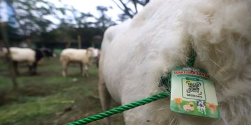 SEJUMLAH hewan kurban dipakaiakan kalung "Sehat dan Layak" seusai dilakukan pemeriksaan ante mortem hewan kurban di Pusat Kesejahteraan Kavaleri (Pussenkav) Jln. Salak, Kota Bandung, Selasa (3/6/2025). (Eci/pasjabar)