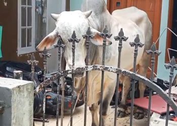 Sapi Kurban Mengamuk