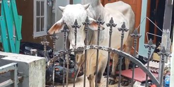 Sapi Kurban Mengamuk