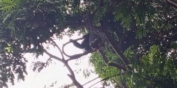 seekor siamang jantan bernama Mazda alami trauma akibat tersengat listrik. (ist)