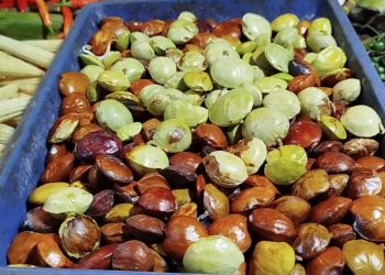 Harga jengkol bandung