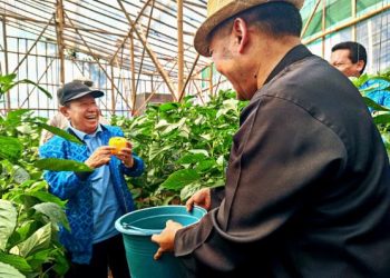 Panen raya cabai Paprika dilaksanakan langsung oleh Ketua Umum Pengurus Besar Paguyuban Pasundan, Prof.Dr.H.M.Didi Turmudzi, M.Si, didampingi para Pengurus Besar Paguyuban Pasundan dan juga pengurus Paguyuban Pasundan Cabang Kabupaten Bandung, didampingi Ketua Kelompok Tani Kahuripan, Sugianto. (FOto : tie/Pasjabar)
