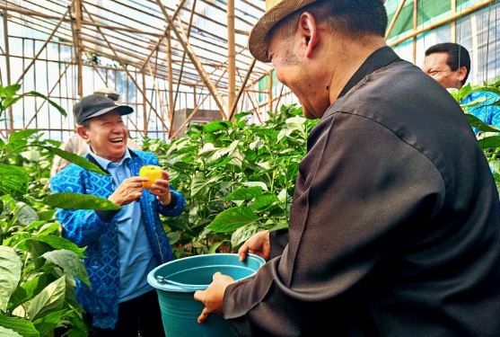 Panen raya cabai Paprika dilaksanakan langsung oleh Ketua Umum Pengurus Besar Paguyuban Pasundan, Prof.Dr.H.M.Didi Turmudzi, M.Si, didampingi para Pengurus Besar Paguyuban Pasundan dan juga pengurus Paguyuban Pasundan Cabang Kabupaten Bandung, didampingi Ketua Kelompok Tani Kahuripan, Sugianto. (FOto : tie/Pasjabar)