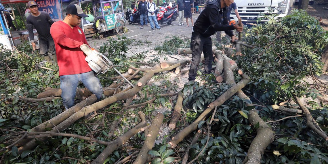 pohon tumbang bandung