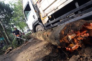 pohon tumbang bandung
