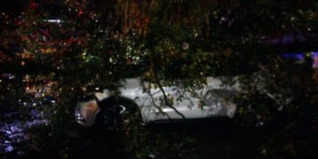 Pohon Raksasa Tumbang di Bandung, Timpa Mobil dan Warung. (Ave/pasjabar)