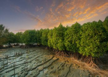 Mangrove: Benteng Pesisir dan Penyangga Iklim Indonesia