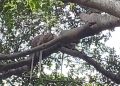 Monyet Babakan Ciamis