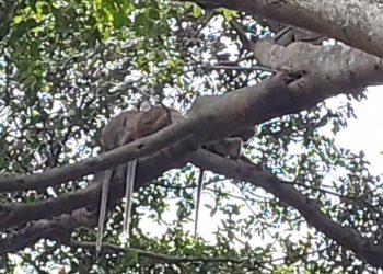 Monyet Babakan Ciamis