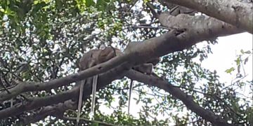 Monyet Babakan Ciamis