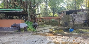 Bayi Orang Utan Tama