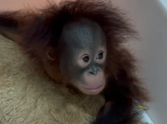 Bayi Orang Utan Tama berhasil diselamatkan keeper Bandung Zoo. (Ist)