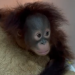 Bayi Orang Utan Tama berhasil diselamatkan keeper Bandung Zoo. (Ist)