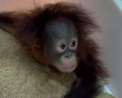 Bayi Orang Utan Tama berhasil diselamatkan keeper Bandung Zoo. (Ist)