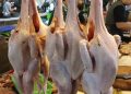 Harga Ayam Potong