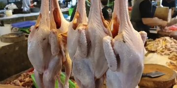 Harga Ayam Potong