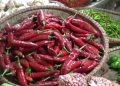 Harga Cabai