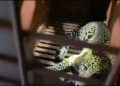 macan tutul