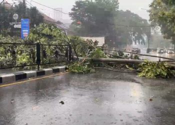 Hujan deras disertai angin kencang membuat pohon mahoni setinggi 30 meter tumbang di Jalan Surapati Bandung. Tidak ada korban jiwa, namun arus lalu lintas sempat macet hingga tiga kilometer. (Uby/pasjabar)