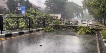 Hujan deras disertai angin kencang membuat pohon mahoni setinggi 30 meter tumbang di Jalan Surapati Bandung. Tidak ada korban jiwa, namun arus lalu lintas sempat macet hingga tiga kilometer. (Uby/pasjabar)