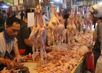 Harga Ayam dan Telur