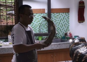 Fosil Gajah Purba Stegodon