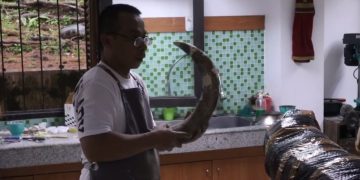 Fosil Gajah Purba Stegodon