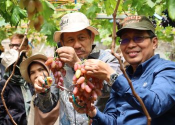 Wakaf Salman Wujudkan Kemandirian Lewat Panen Anggur Pertama di Ciburial