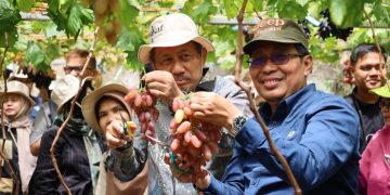 Wakaf Salman Wujudkan Kemandirian Lewat Panen Anggur Pertama di Ciburial