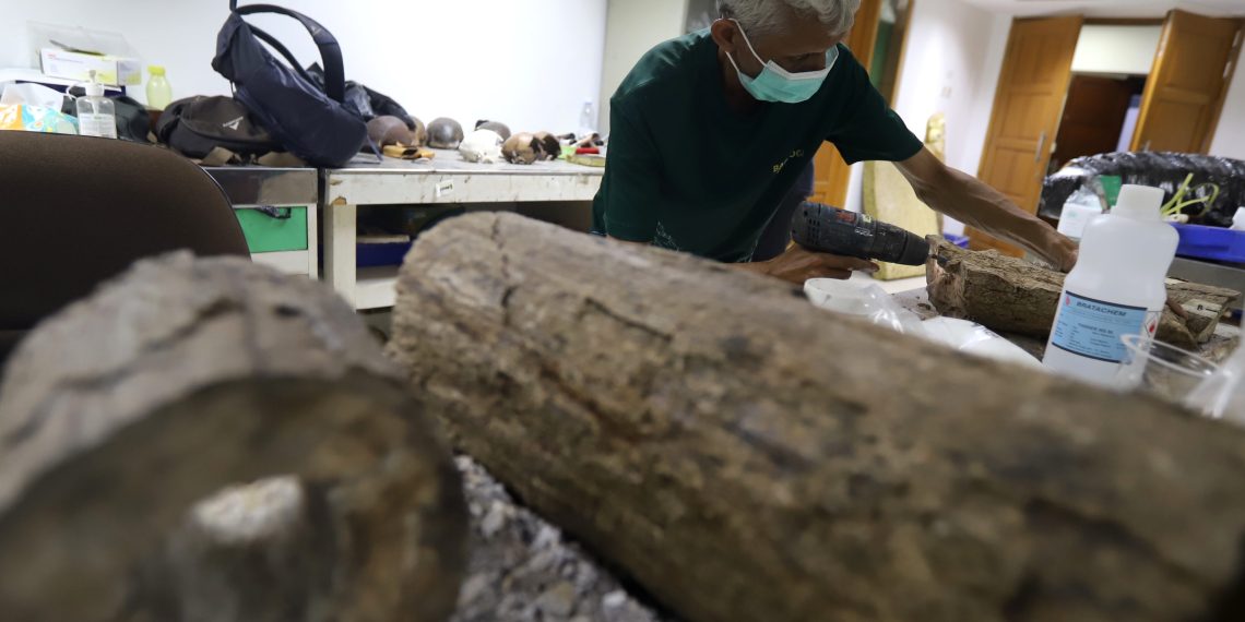 Preparasi Fosil Gajah Purba