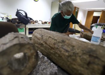 Preparasi Fosil Gajah Purba