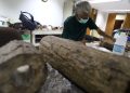 Preparasi Fosil Gajah Purba