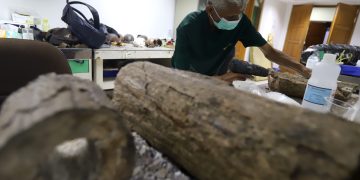 Preparasi Fosil Gajah Purba